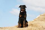 BEAUCERON - PUPPIES 222